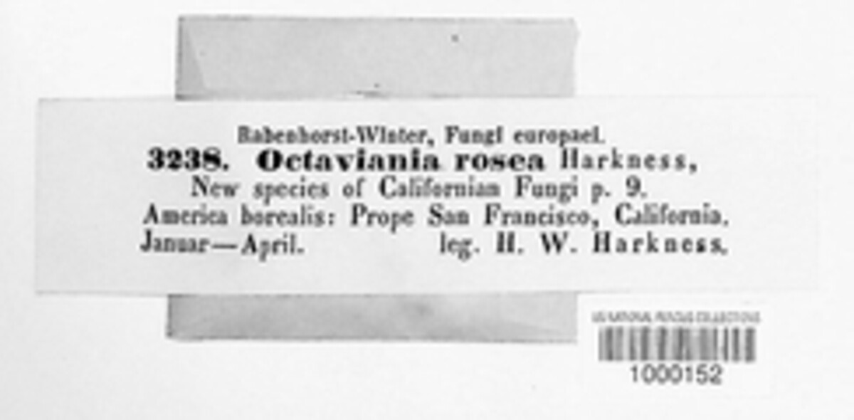 Arcangeliella rosea image
